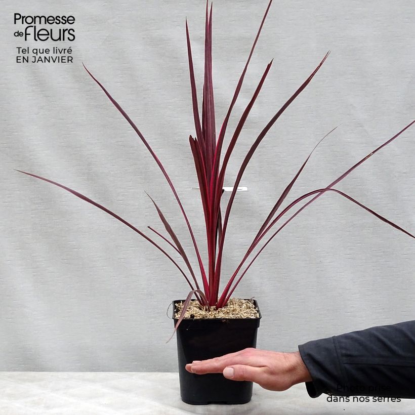 Spécimen de Cordyline banksii Electric Pink Pot de 3L/4L tel que livré en hiver