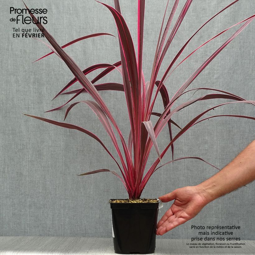 Spécimen de Cordyline banksii Electric Pink Pot de 3L/4L tel que livré en automne