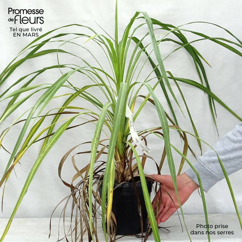 Spécimen de Cordyline indivisa Pot de 3L/4L tel que livré au printemps
