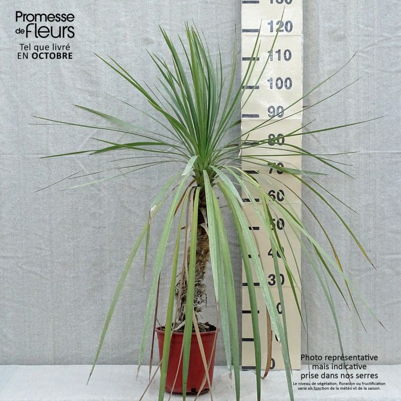 Spécimen de Cordyline indivisa Pot de 3L/4L tel que livré en automne