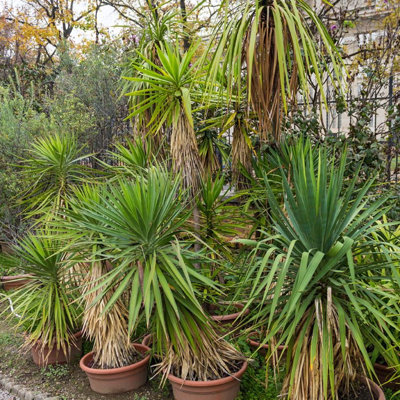 Cordyline indivisa (Port)