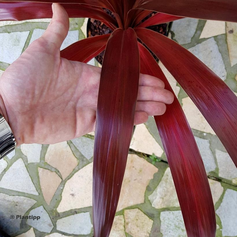 Cordyline obtecta Superstar (Feuillage)
