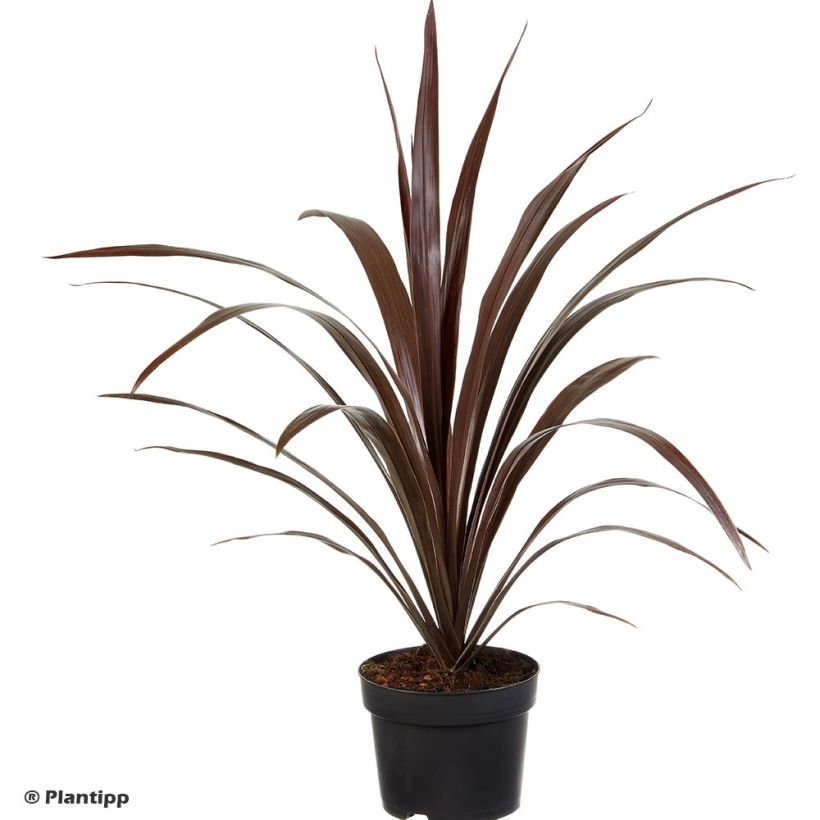 Cordyline obtecta Superstar (Port)