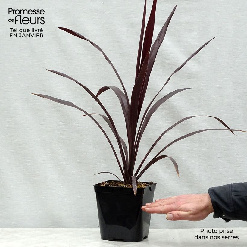 Spécimen de Cordyline obtecta Superstar Pot de 3L/4L tel que livré en hiver