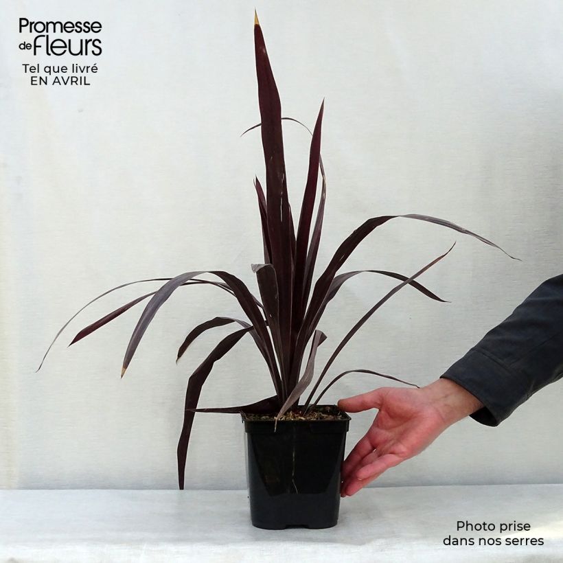 Spécimen de Cordyline obtecta Superstar Pot de 3L/4L tel que livré au printemps