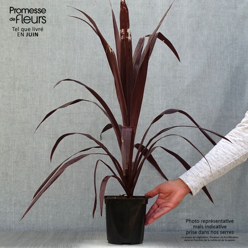 Spécimen de Cordyline obtecta Superstar Pot de 3L/4L tel que livré en été