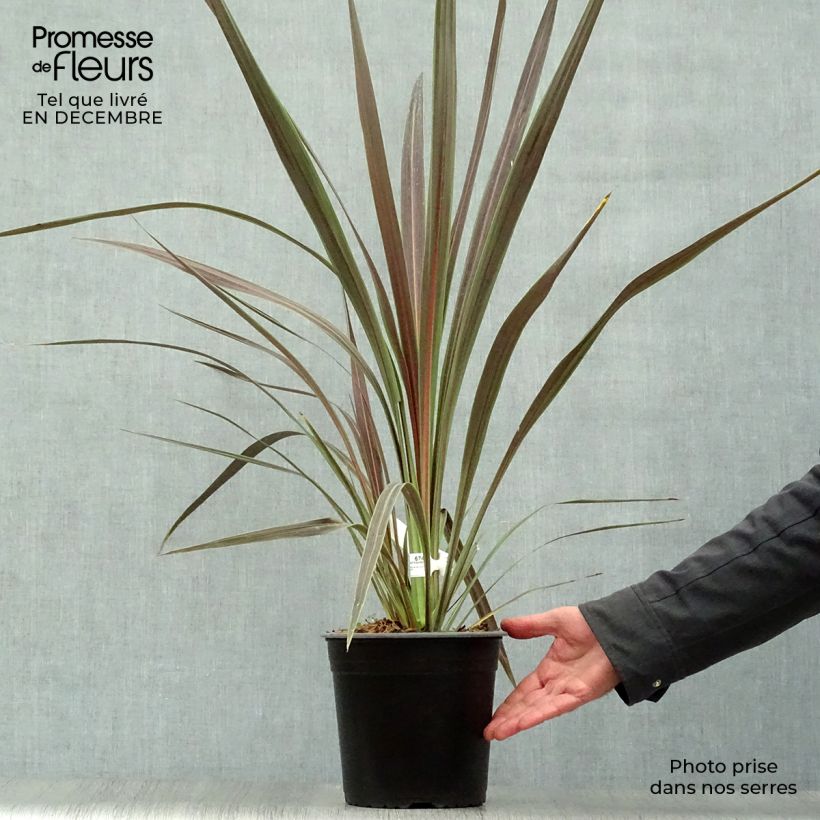 Spécimen de Cordyline x banksii Electric Star Pot de 3L/4L tel que livré en hiver