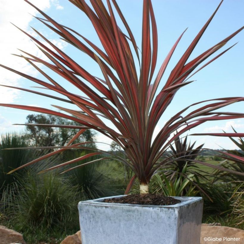 Cordyline australis Coral (Port)