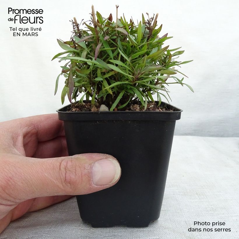 Spécimen de Coreopsis Citrine Godet de 8/9 cm tel que livré au printemps