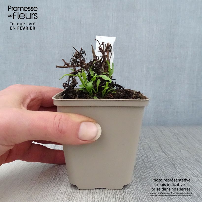 Spécimen de Coreopsis Cosmic Eye Godet de 8/9 cm tel que livré en hiver