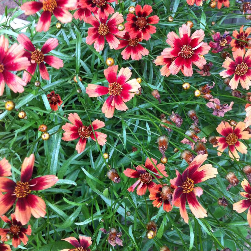 Coreopsis Desert Coral (Floraison)