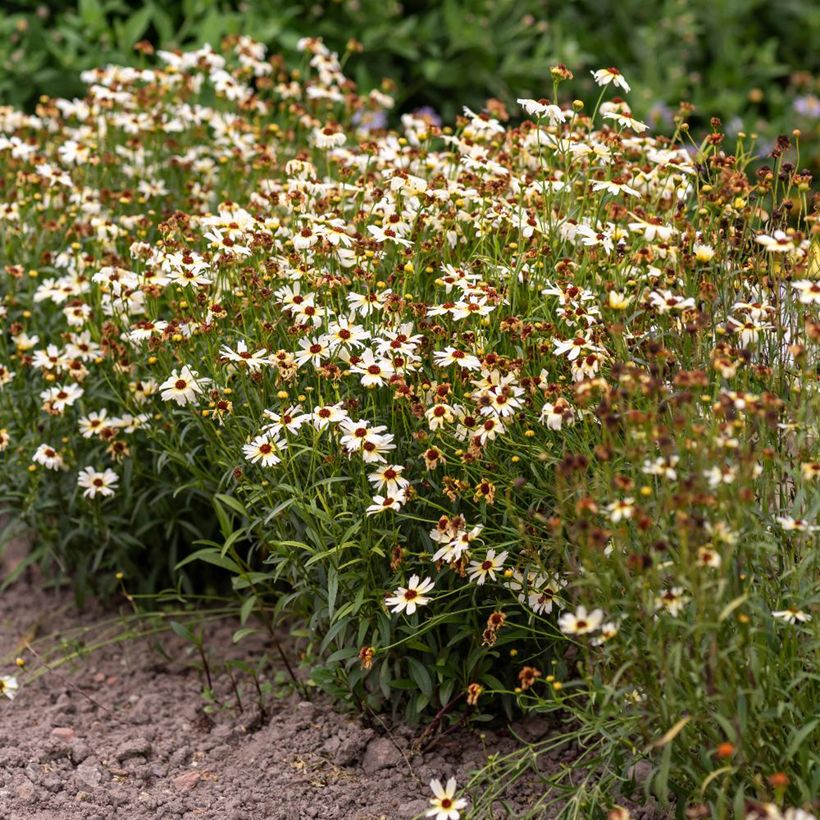 Coreopsis Fool's Gold (Port)