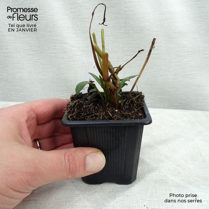 Spécimen de Coreopsis Full Moon Madness Godet de 8/9 cm tel que livré en hiver