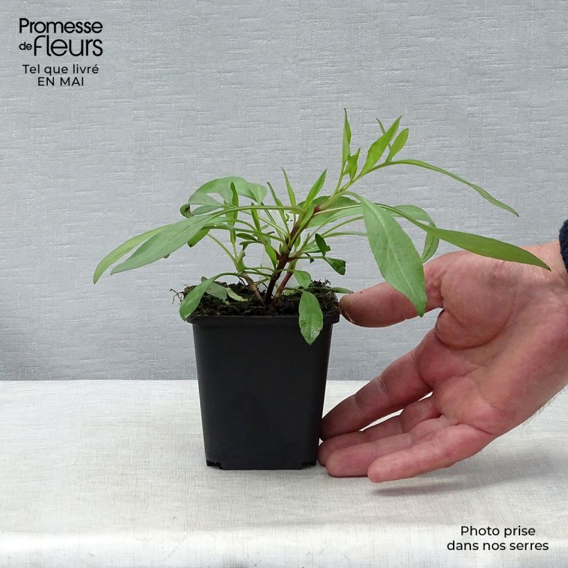 Spécimen de Coreopsis Full Moon Madness Godet de 8/9 cm tel que livré au printemps