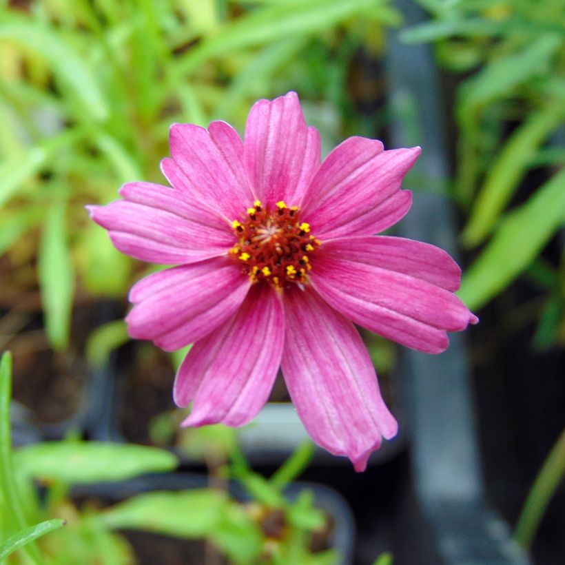 Coreopsis Limerock Passion - Coreopsis hybride (Floraison)