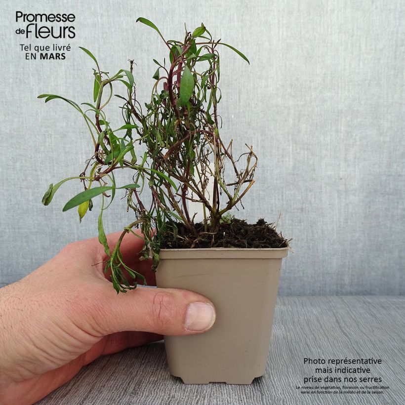 Spécimen de Coreopsis Limerock Ruby - Coreopsis rose Godet de 8/9 cm tel que livré en hiver