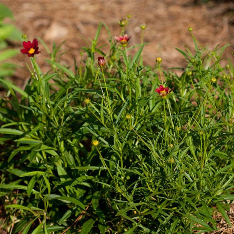 Coreopsis Mercury Rising (Feuillage)