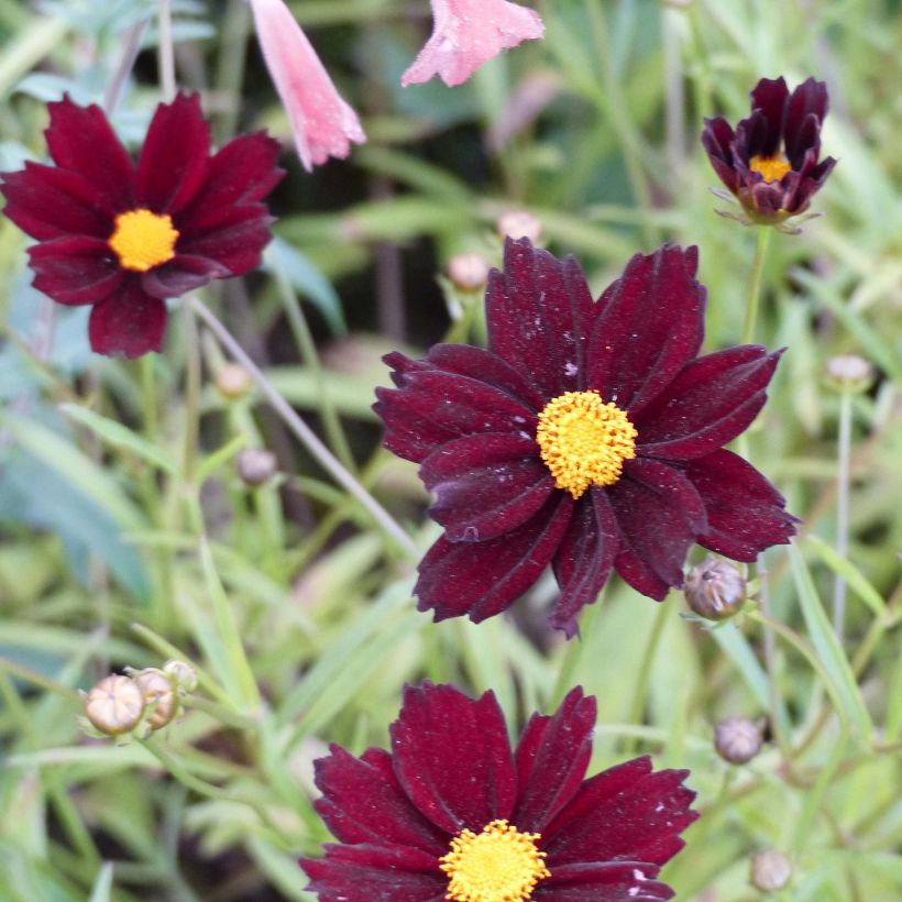 Coreopsis Mercury Rising (Floraison)