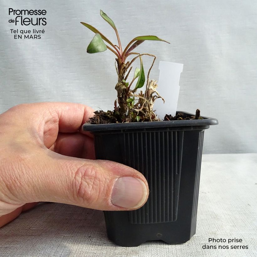 Spécimen de Coreopsis Mercury Rising Godet de 8/9 cm tel que livré en hiver