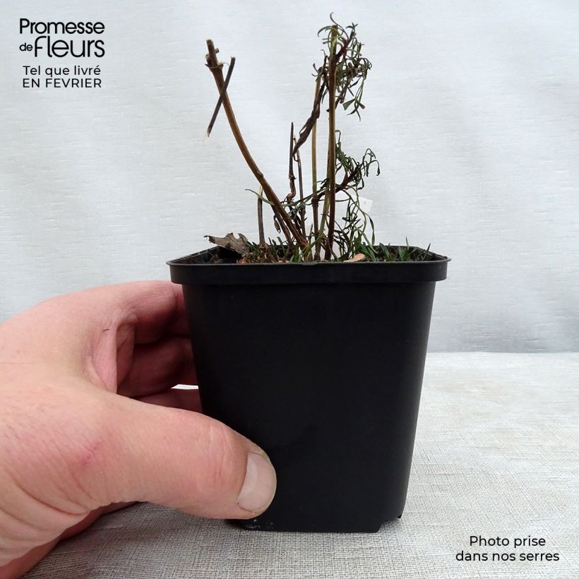 Spécimen de Coreopsis Red Satin Godet de 8/9 cm tel que livré en hiver