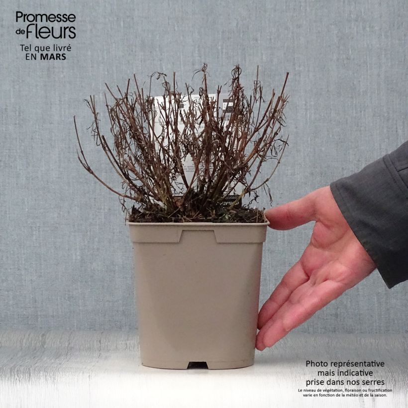 Spécimen de Coreopsis Red Satin Pot de 2L/3L tel que livré au printemps