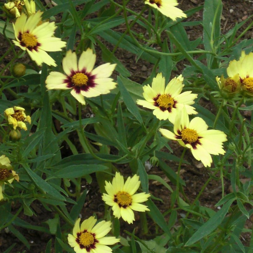 Coreopsis Redshift (Floraison)