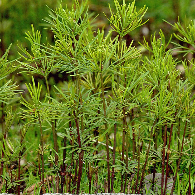 Coreopsis Ruby Red (Feuillage)