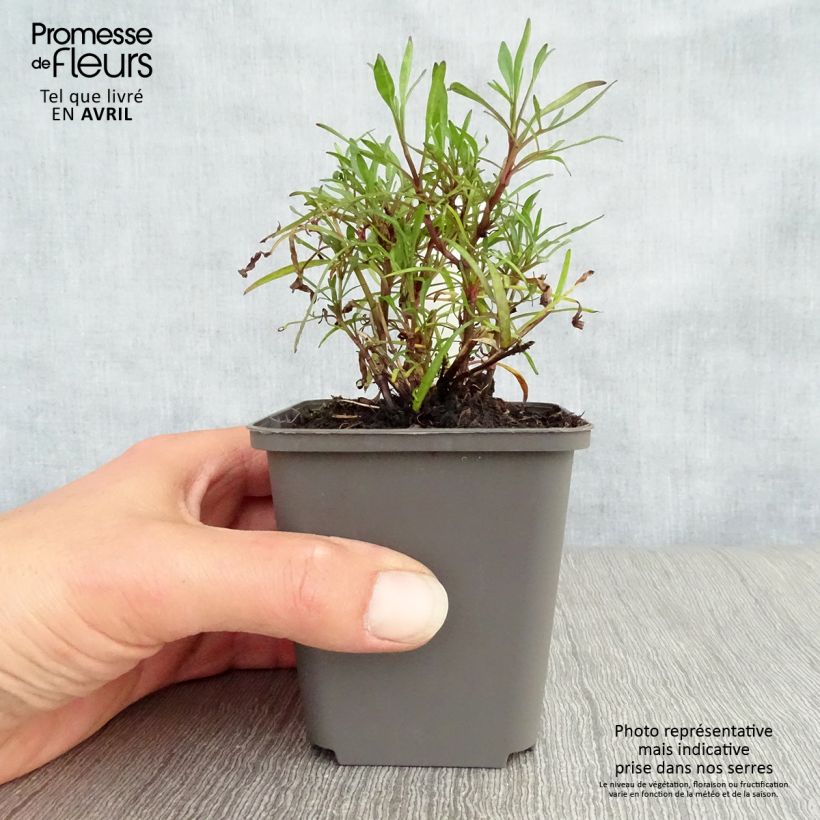 Spécimen de Coreopsis Ruby Red Godet de 8/9 cm tel que livré au printemps