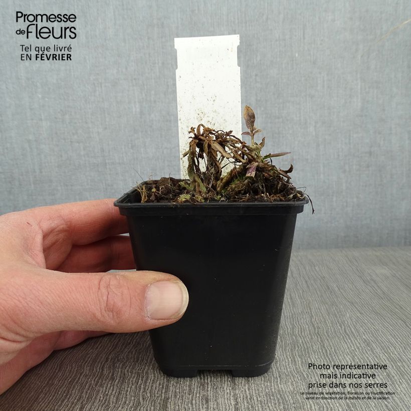 Spécimen de Coreopsis Tequila Sunrise Godet de 8/9 cm tel que livré en hiver