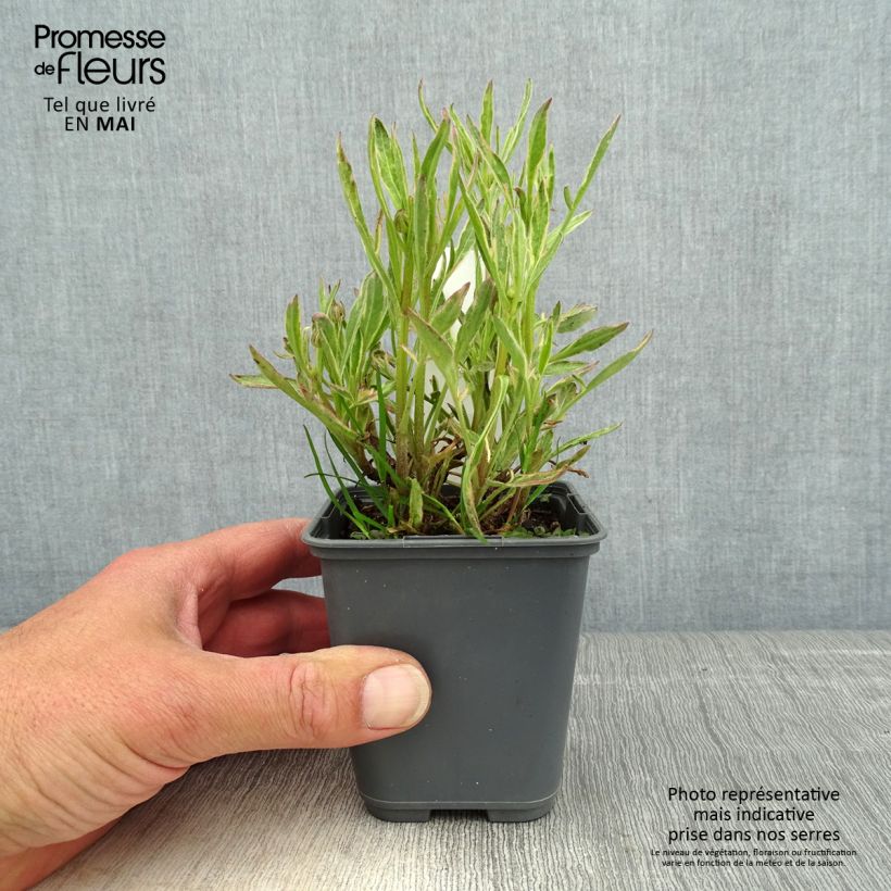 Coreopsis grandiflora Tequila Sunrise Vasetto da 8/9 cm esemplare consegnato in primavera