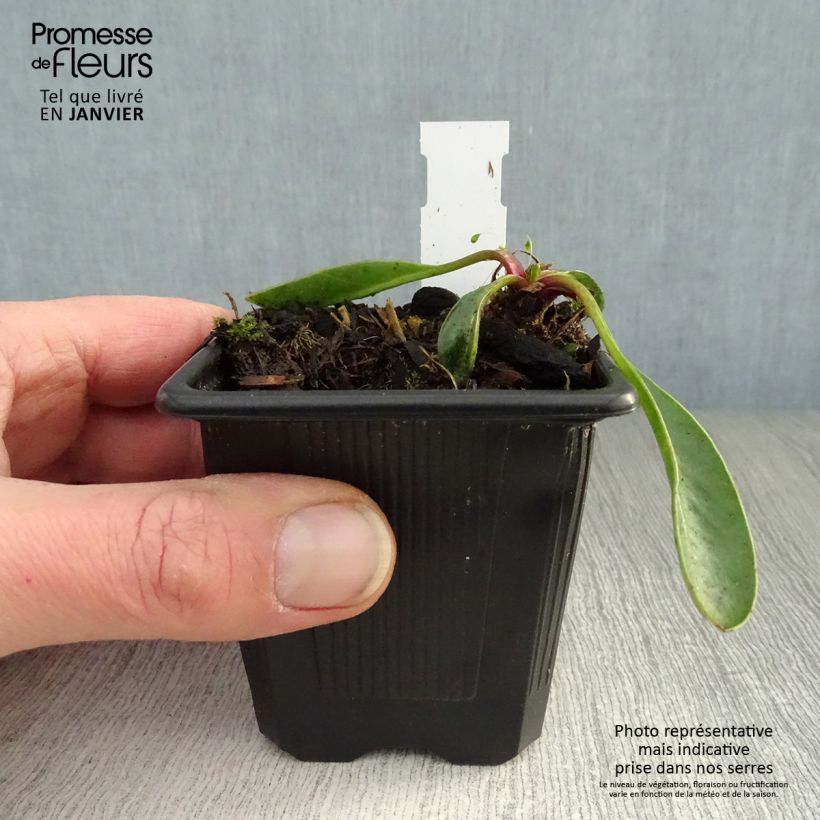 Spécimen de Coreopsis à grandes fleurs Badengold - Coreopsis grandiflora Badengold Godet de 8/9 cm tel que livré en hiver