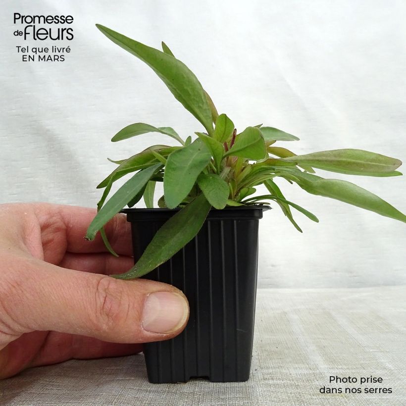 Spécimen de Coreopsis alpinus Early Sunrise Godet de 7/8 cm tel que livré en hiver