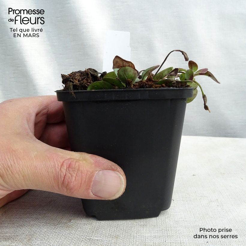 Spécimen de Coreopsis auriculata Nana - Coréopsis auriculé Godet de 8/9 cm tel que livré en hiver