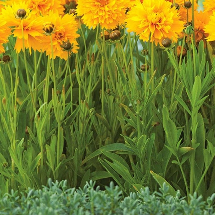 Coreopsis à grandes fleurs Badengold - Coreopsis grandiflora Badengold (Feuillage)