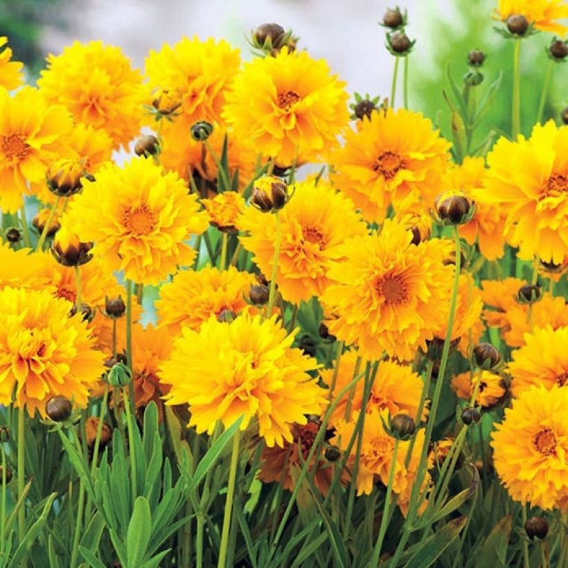 Coreopsis à grandes fleurs Badengold - Coreopsis grandiflora Badengold (Floraison)