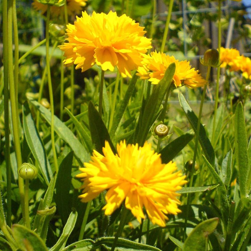 Coreopsis grandiflora Louis d'Or - Coréopsis à grandes fleurs doubles (Floraison)