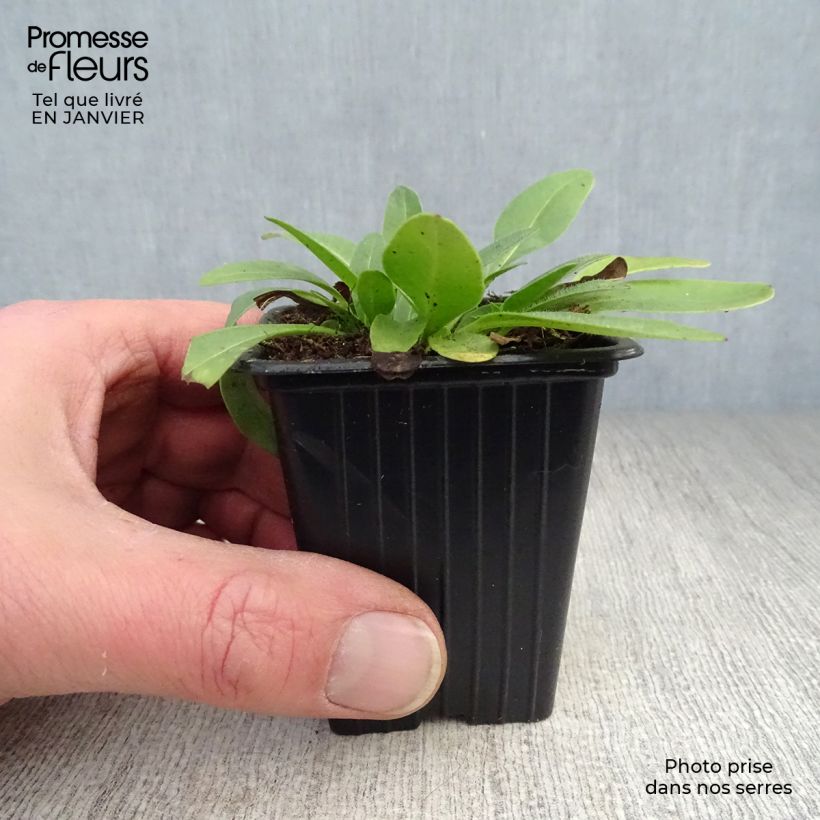 Spécimen de Coreopsis grandiflora Louis d'Or - Coréopsis à grandes fleurs doubles Godet de 7/8 cm tel que livré en hiver