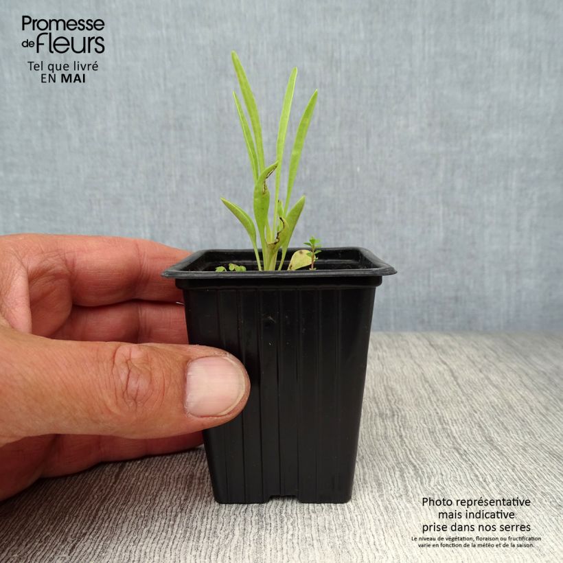 Spécimen de Coreopsis grandiflora Louis d'Or - Coréopsis à grandes fleurs doubles Godet de 7/8 cm tel que livré au printemps