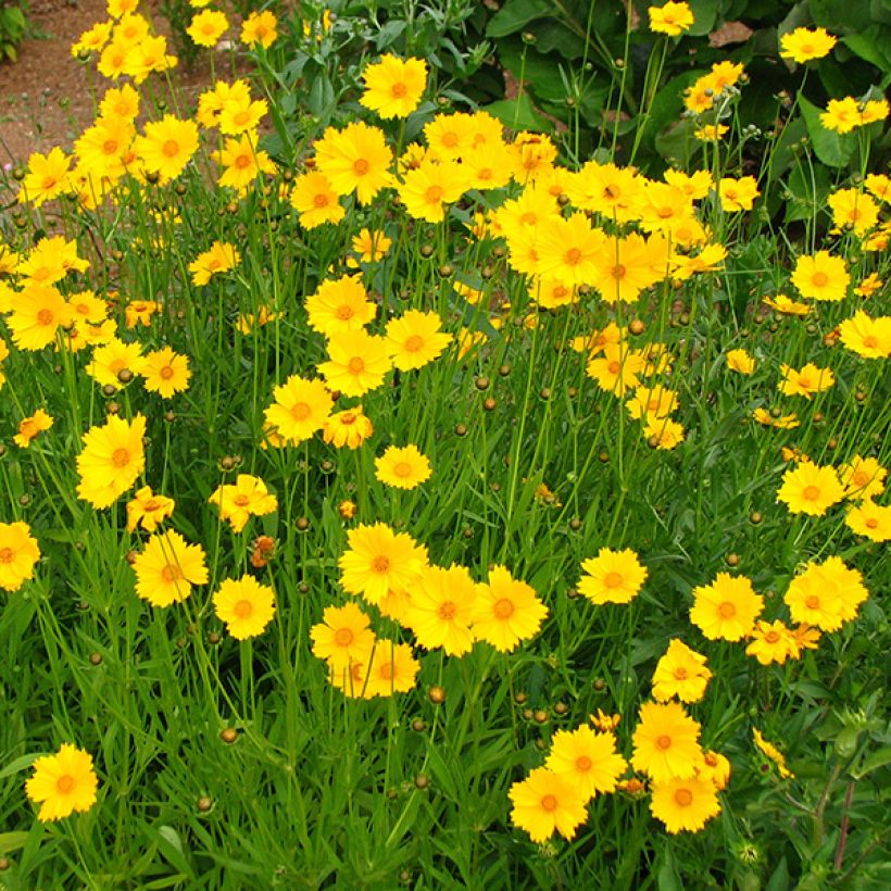 Coreopsis grandiflora Sonnenkind (Floraison)