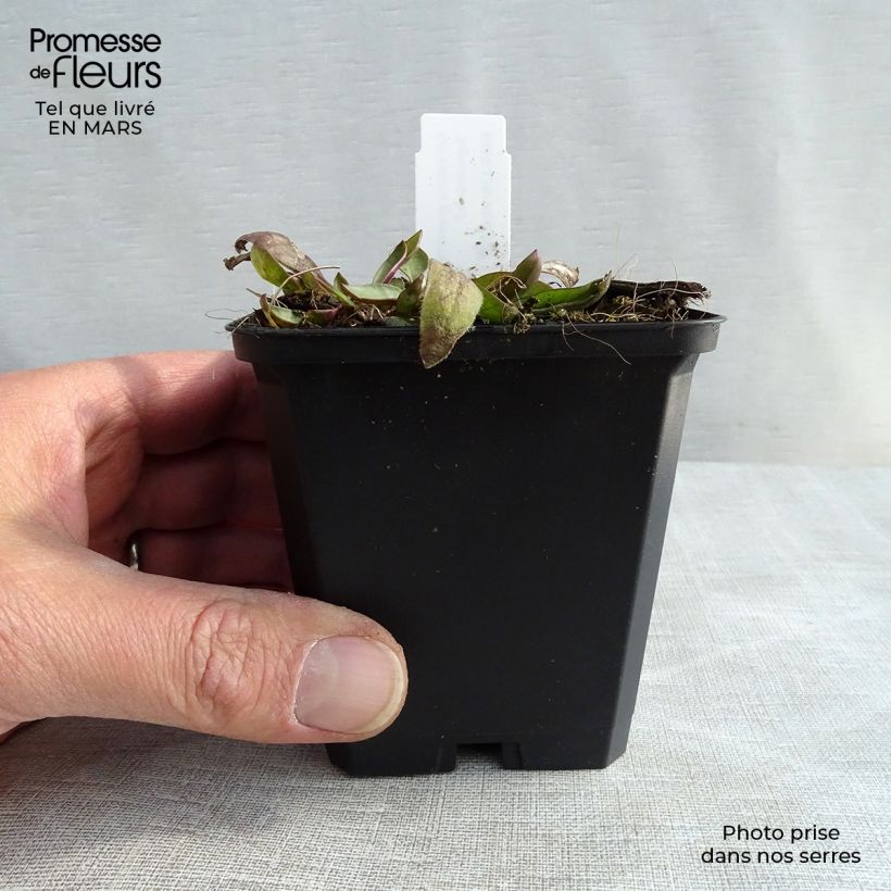 Spécimen de Coreopsis grandiflora Sonnenkind Godet de 8/9 cm tel que livré au printemps