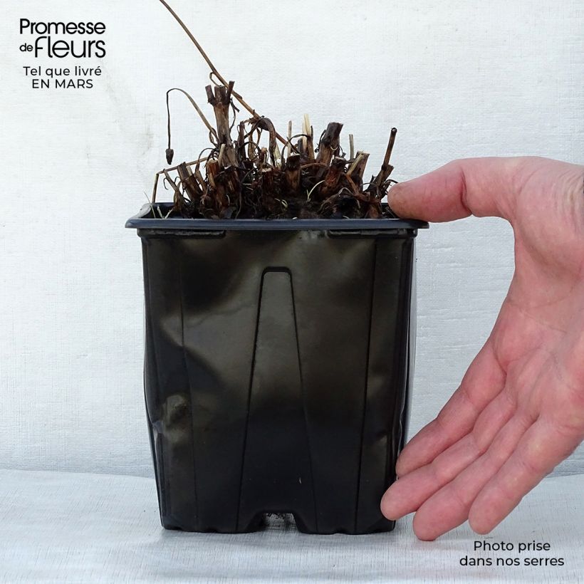 Spécimen de Coreopsis grandiflora Sonnenkind Pot de 2L/3L tel que livré au printemps