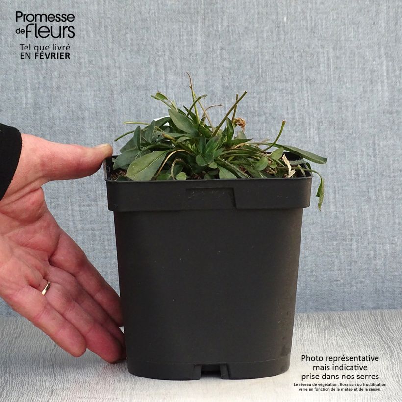 Spécimen de Coreopsis grandiflora Sonnenkind Pot de 2L/3L tel que livré en hiver