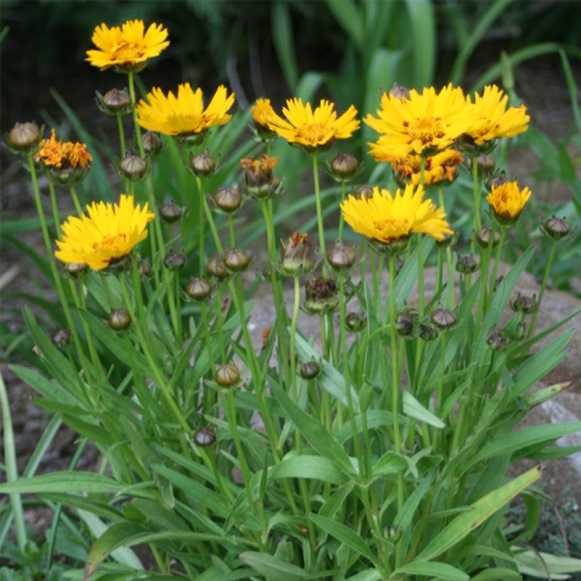 Coreopsis grandiflora Sunray - Coréopsis à grandes fleurs (Port)
