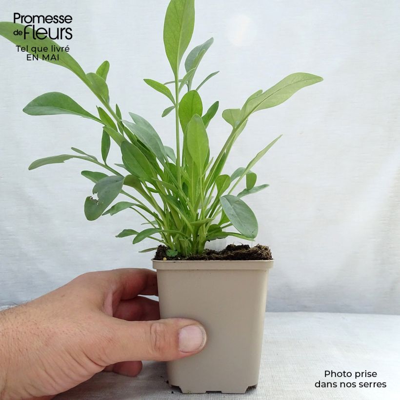 Spécimen de Coreopsis grandiflora Sunray - Coréopsis à grandes fleurs Godet de 8/9 cm tel que livré au printemps