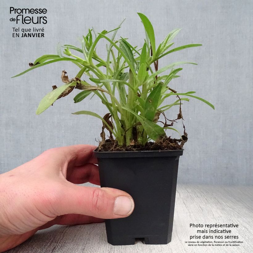 Spécimen de Coreopsis grandiflora Sunray - Coréopsis à grandes fleurs Godet de 8/9 cm tel que livré en hiver