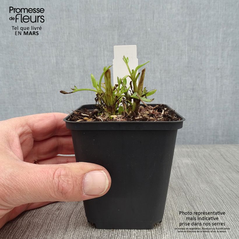 Spécimen de Coreopsis lanceolata Baby Gold Godet de 8/9 cm tel que livré en hiver