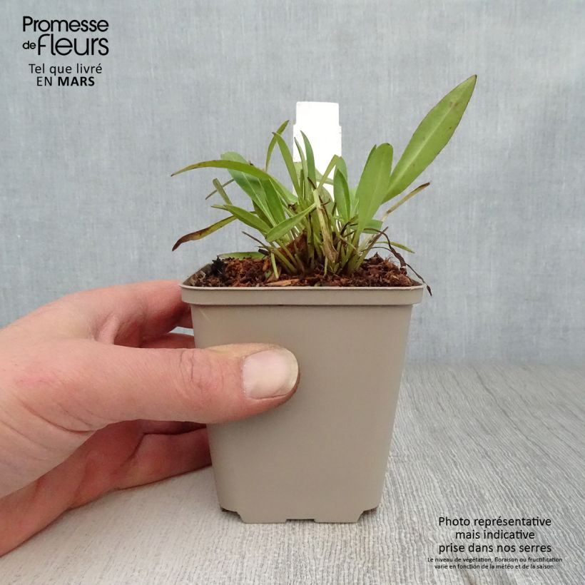 Spécimen de Coreopsis lanceolata Baby Gold Godet de 8/9 cm tel que livré au printemps