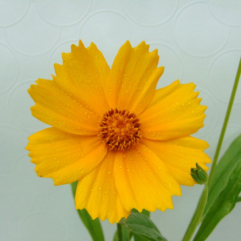 Coreopsis lanceolata Sterntaler - Coréopsis à feuilles lancéolées (Floraison)