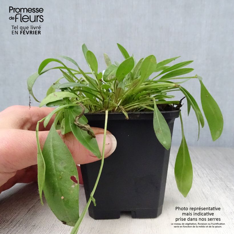 Spécimen de Coreopsis lanceolata Sterntaler - Coréopsis à feuilles lancéolées Godet de 8/9 cm tel que livré en hiver