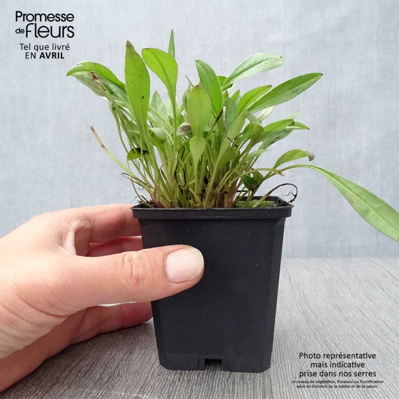 Spécimen de Coreopsis lanceolata Sterntaler - Coréopsis à feuilles lancéolées Godet de 8/9 cm tel que livré au printemps